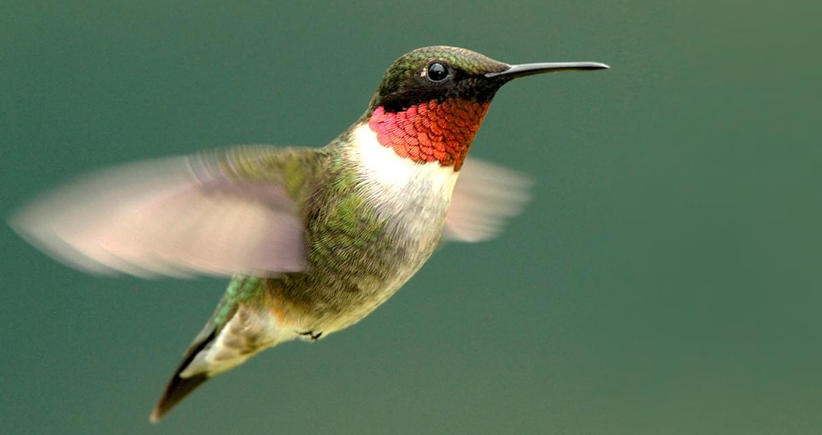 10 Burung Terindah Di Amerika Utara Yang Perlu Diketahui