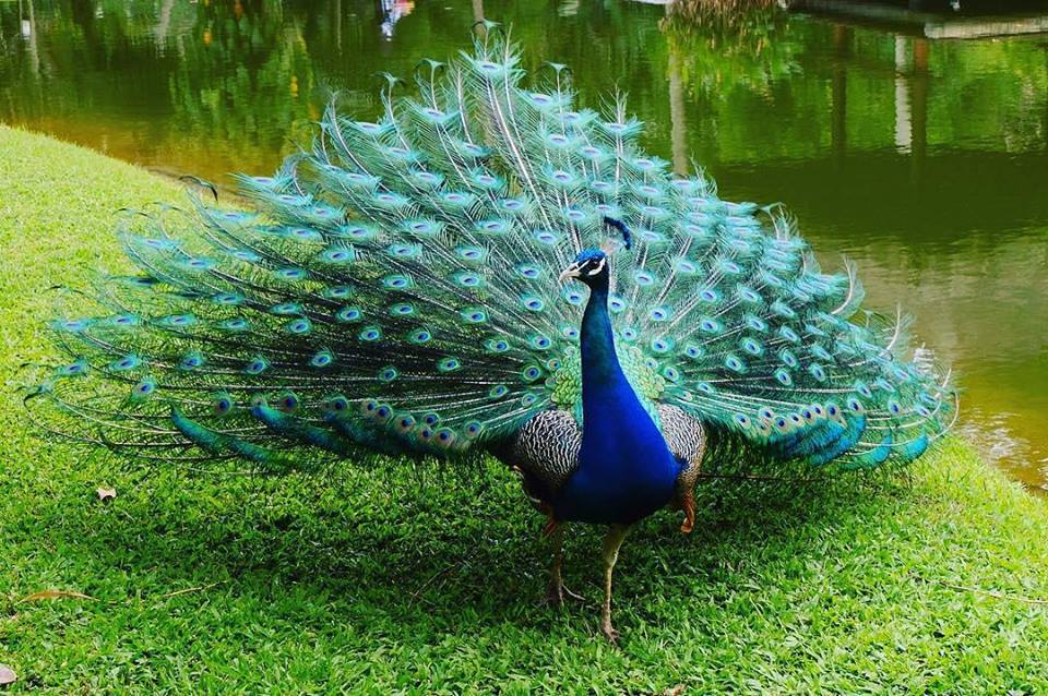 Burung Cantik Dari Indonesia