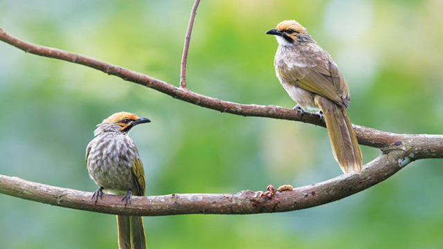 Ilmuwan Sedang Bekerja: Menuruni Rawa-Rawa Untuk Melihat Bagaimana Burung Bertahan Dari Badai