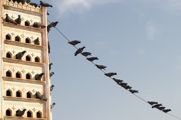 Mendokumentasikan Rumah Burung Khas India