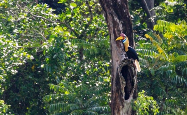 Kontribusi Pakta Burung dalam Konservasi Biodiversitas