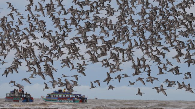Migrasi Megah dan Keajaiban Perjalanan Burung